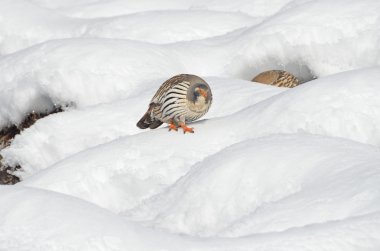 Nepal, resel Himalayalar (dağ Türkiye)