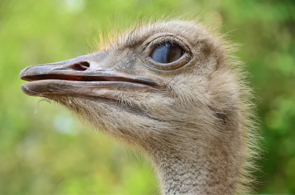 The head of Emu — Stock Photo, Image