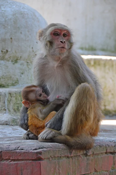 Nepal, Katmandu, buzağı, maymun yavru anne — Stok fotoğraf