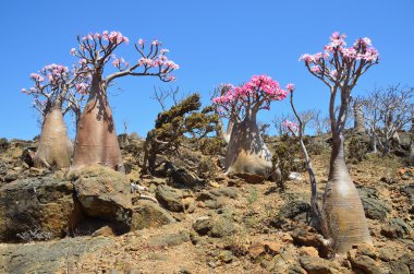 şişe ağaca mumi hill Sokotra Adası (çöl gülü - adenium obesum)