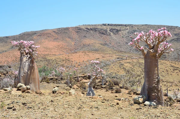 Árbol de botella (rosa del desierto - adenium jalá) en la meseta Mumi, Yemen, Socotra — Foto de Stock