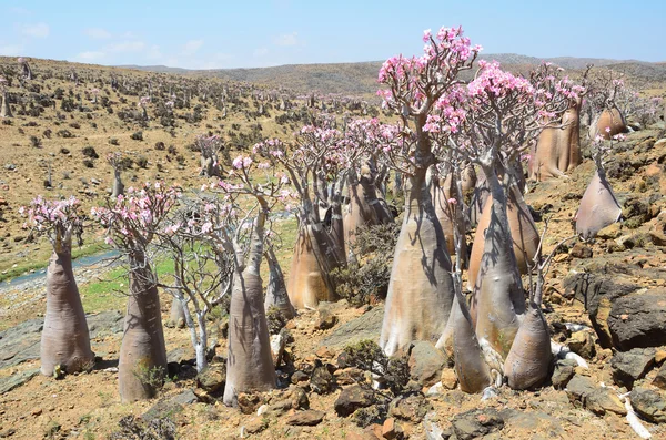 예멘 소코트 섬, mumi의 고원에 병 나무 (사막 로즈-adenium obesum) — 스톡 사진