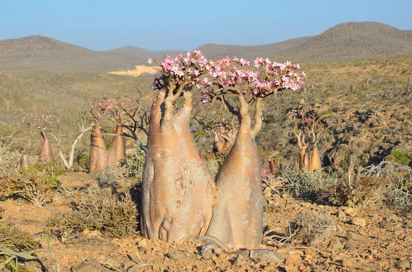 Yemen, Socotra, bottle trees (desert rose - adenium obesum) on the plateau above the Gorge Kalesan — Stock Photo, Image