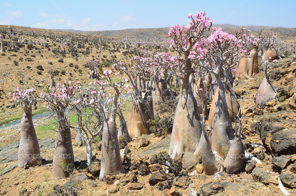 Yemen, Socotra Island, Bottle trees (desert rose adenium obesum) on