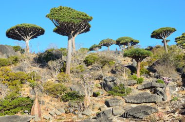 Yemen, Sokotra Adası, dragon ve şişe (çöl gülü - adenium obesum) ağaçta diksam Yaylası