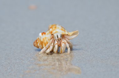 pavurya Umman Denizi kıyısında ıslak kum üzerinde