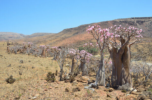 Yemen, Socotra Island,  Bottle trees (desert rose - adenium obesum) on the plateau of Mumi