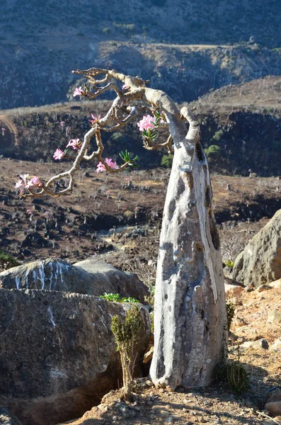 Jemen, Socotra, flakon (pouštní růže - adenium obesum) v Gorge Kalesan — Stock fotografie