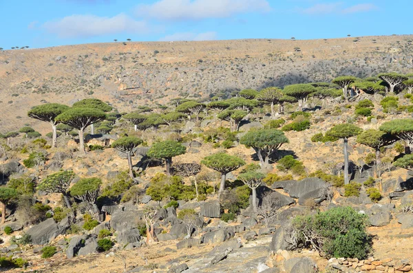 Yemen, Socotra, alberi di drago sull'altopiano di Diksam — Foto Stock