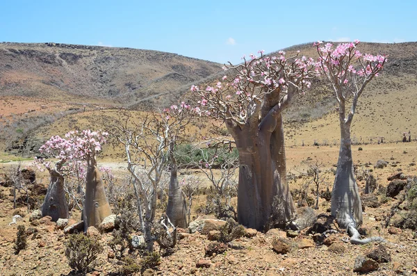 Yemen, Isola di Socotra, Bottiglie (rosa del deserto - adenium obesum) sull'altopiano di Mumi — Foto Stock