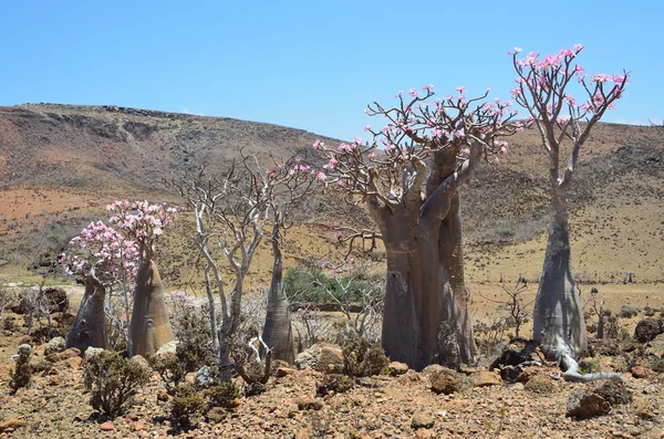 Fles tree (woestijn roos - Woestijnroos obesum) op het eiland socotra, mumi hill — Stockfoto