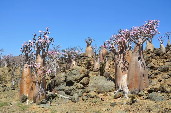 Árbol de botella (rosa del desierto - adenium jalá) en la meseta Mumi, Yemen, Socotra — Foto de Stock