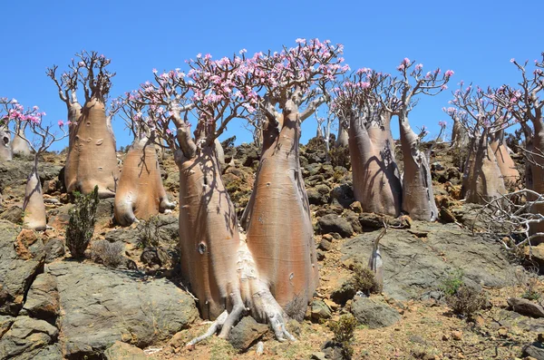 Fles tree (woestijn roos - Woestijnroos obesum) op het eiland socotra, mumi plateau — Stockfoto