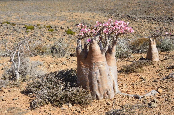 Láhev strom (pouštní růže - adenium obesum) na ostrově socotra, mumi hill — Stock fotografie