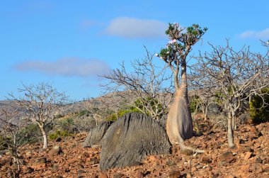 Yemen, Sokotra, şişe ağaç (çöl gülü - adenium obesum) Yaylası diksam