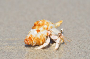 pavurya Umman Denizi kıyısında ıslak kum üzerinde