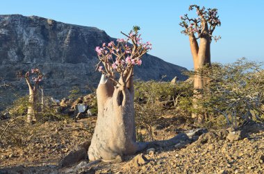 Yemen, Sokotra, şişe ağaçlar (çöl gülü - adenium obesum) yukarıda gorge kalesan Yaylası