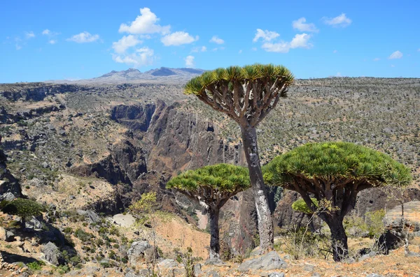 Yemen, Socotra Island, Dragon trees on the plateau of Diksam — Stock Photo, Image