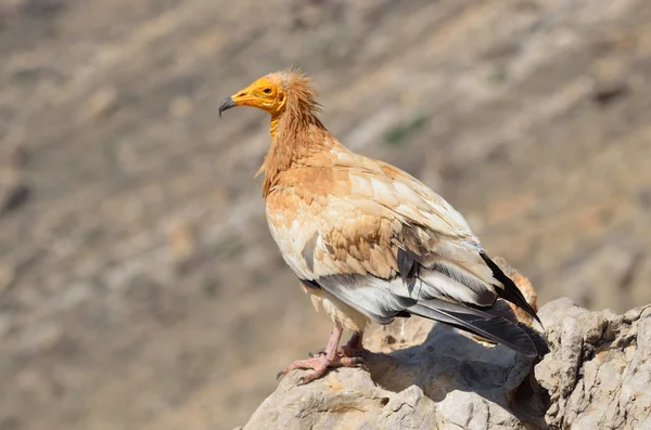 Abutres egípcios (Neophron Percnopterus) sentam-se sobre as rochas na ilha de Socotra, na natureza — Fotografia de Stock