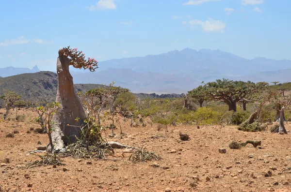 也门索科特拉岛，瓶子树 (沙漠玫瑰-试管) 和 ladan 树上高原 homhil — 图库照片