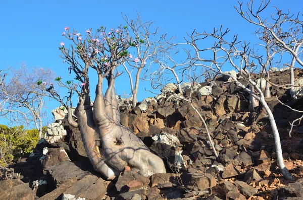 Jemen, socotra island, láhev stromy (pouštní růže - adenium obesum) na náhorní plošině diksam — Stock fotografie