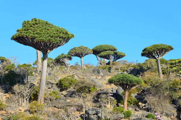 Jemen, socotra island, dračí stromy na náhorní plošině diksam — Stock fotografie