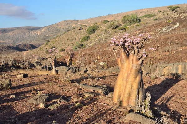 Yemen, Socotra, árbol de la botella (rosa del desierto - adenium jalá) en la meseta por encima de la garganta Kalesan —  Fotos de Stock