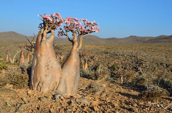 Jemen, Sokotra, Flaschenbäume (Wüstenrose - Adenium obesum) auf dem Plateau oberhalb der Schlucht Kalesan — Stockfoto