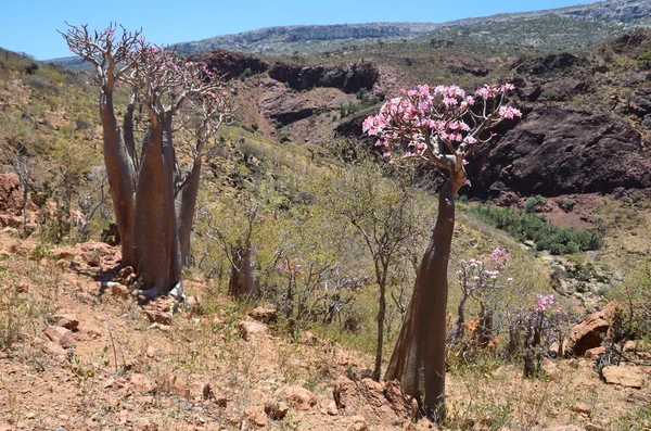 Yemen, socotra eiland, fles bomen (woestijn roos - Woestijnroos obesum) op het plateau van diksam — Stockfoto