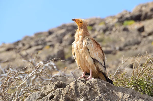 Abutres egípcios (Neophron Percnopterus) sentam-se sobre as rochas na ilha de Socotra, na natureza — Fotografia de Stock