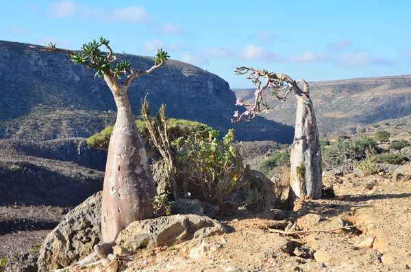 Jemen, Sokotra, Flaschenbaum (Wüstenrose - Adenium obesum) auf dem Plateau diksam — Stockfoto