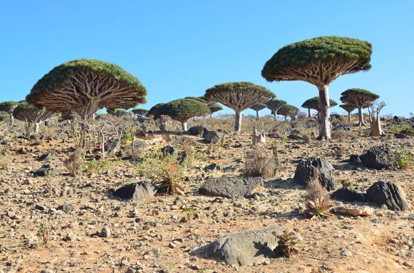 Yemen, Socotra Island, Dragon trees on the plateau of Diksam — Stock Photo, Image