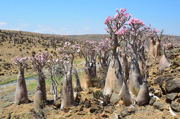 Árvore de garrafa (rosa do deserto - adenium obesum) na ilha de Socotra, colina Mumi — Fotografia de Stock