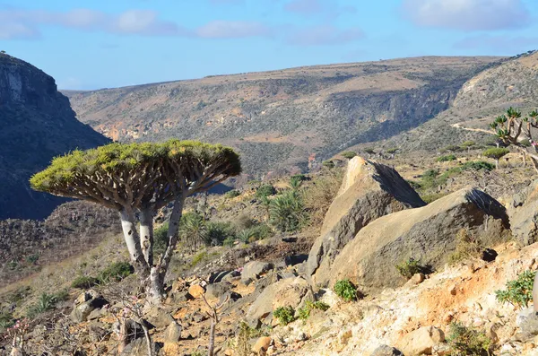 Yémen, Île de Socotra, Dragons sur le plateau de Diksam — Photo