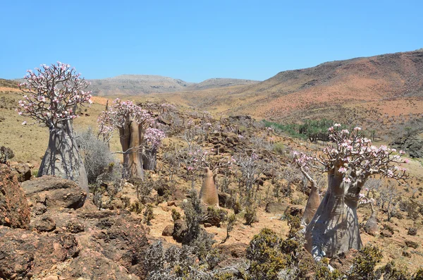Fles tree (woestijn roos - Woestijnroos obesum) op het eiland socotra, mumi hill — Stockfoto
