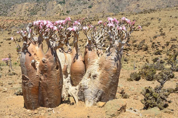 Jemen, socotra island, láhev stromy (pouštní růže - adenium obesum) na plošině mumi — Stock fotografie