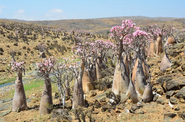 Yemen, socotra eiland, fles bomen (woestijn roos - Woestijnroos obesum) op het plateau van mumi — Stockfoto