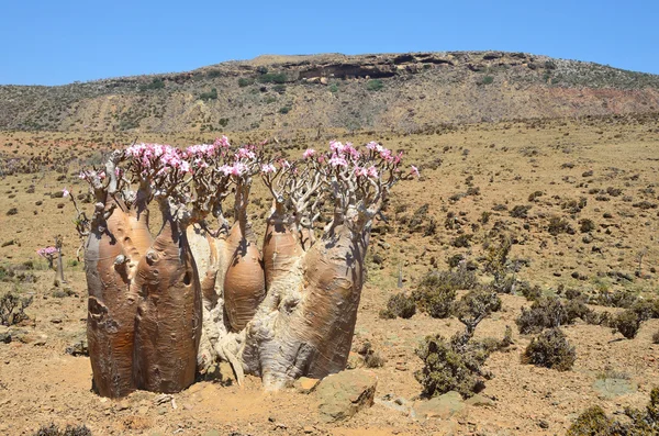 Flaska träd (desert rose - adenium obesum) på ön socotra, mumi hill — Stockfoto