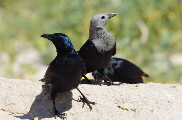 Yemen, Socotra island, starlings — Stock Photo, Image