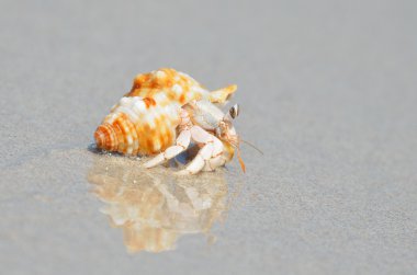 pavurya Umman Denizi kıyısında ıslak kum üzerinde