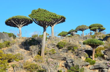 Yemen, Sokotra Adası, diksam Yaylası üzerinde dragon ağaçlar