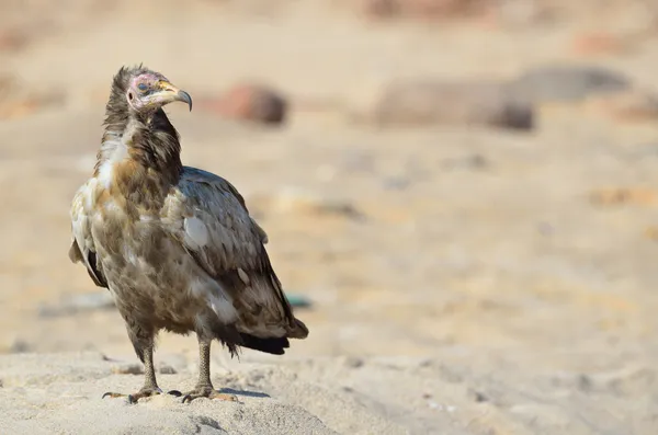 Abutre egípcio (Neophron Percnopterus) senta-se na areia na ilha de Socotra, na natureza — Fotografia de Stock