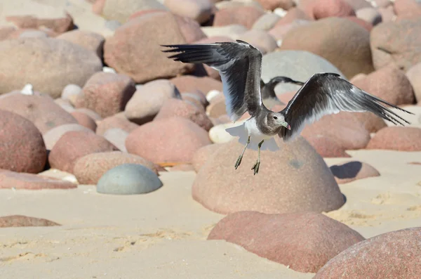 Seagull on the bank of Arabian sea — Stock Photo, Image