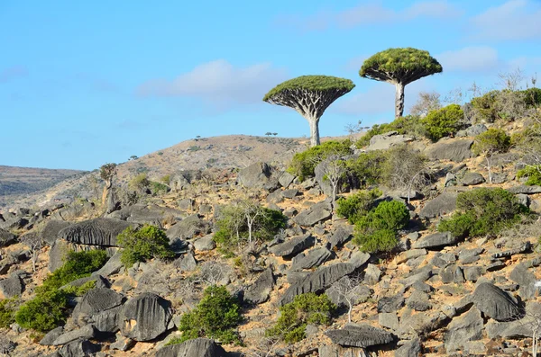 Jemen, socotra island, dračí stromy na náhorní plošině diksam — Stock fotografie