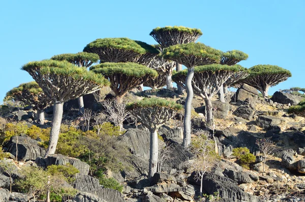 Jemen, wyspie Sokotra, smocze drzewa na płaskowyżu diksam — Zdjęcie stockowe