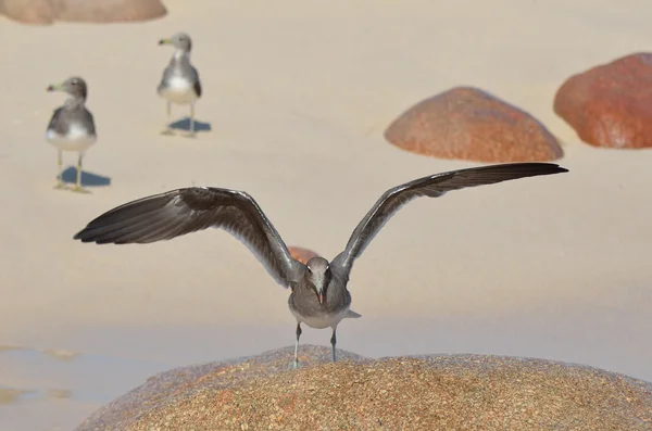 Gaviota en la piedra en la orilla del mar Arábigo — Foto de Stock