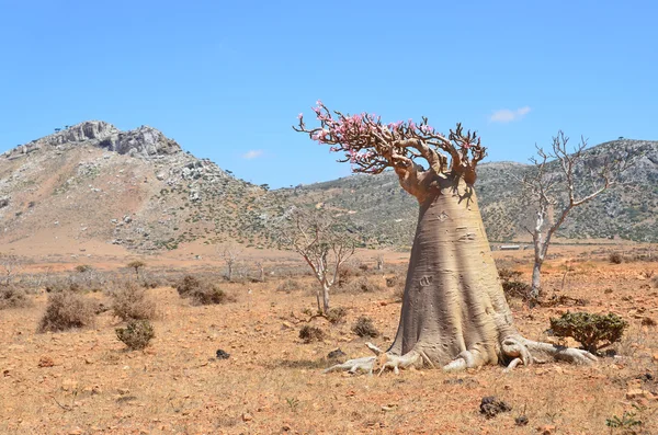 Jemen, Sokotra, Flaschenbäume (Wüstenrose - Adenium obesum) auf dem Plateau homhil — Stockfoto