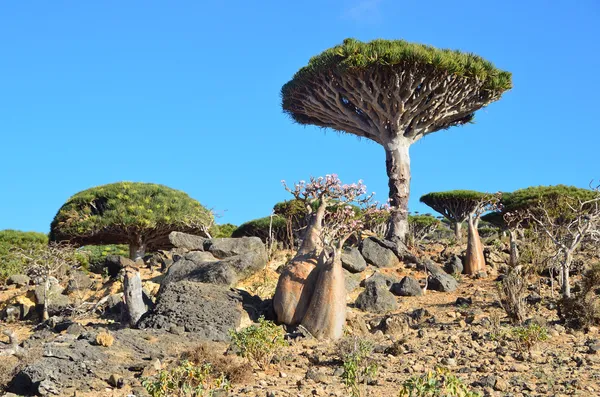 Yemen, Isla Socotra, Dragón y Botella (rosa del desierto - adenium jalá) árboles en la meseta de Diksam — Foto de Stock
