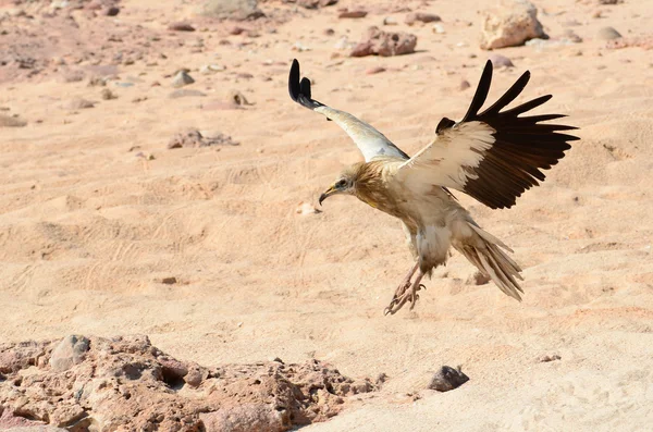 Abutre egípcio (Neophron Percnopterus) na ilha de Socotra — Fotografia de Stock