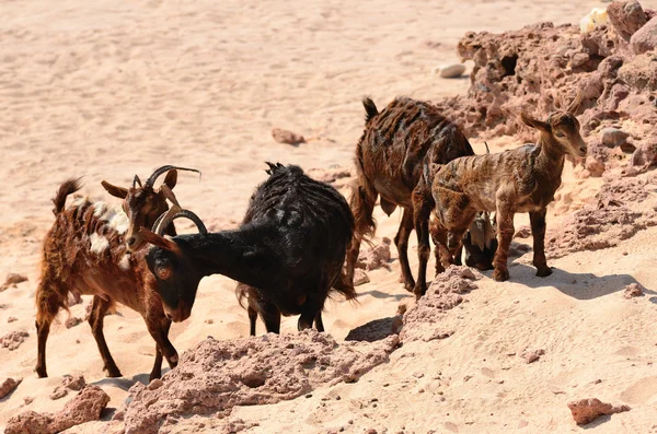 Getter på sanden, ön socotra, Jemen — Stockfoto